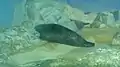 ワモンアザラシ
