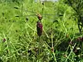 ワレモコウ(バラ科) Sanguisorba officinalis