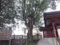 蛙の木