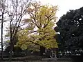 銀杏