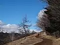 石尾根(七ツ石山北側)