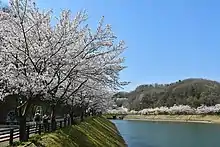 三ケ山緑地公園 桜並木
