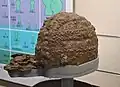 三昧塚古墳 衝角付冑茨城県行方市。明治大学博物館展示。