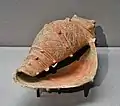 縄文後期の巻貝形土製品（新潟県出土）