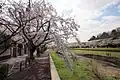 野川沿いの遊歩道