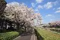 野川緑道