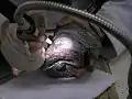 丹波竜化石工房でのクリーニング作業