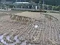 発見現場付近の田に作られた恐竜を模した藁細工