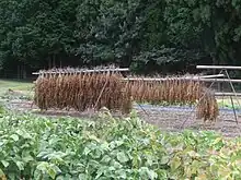 丹波黒豆の乾燥に用いる稲木