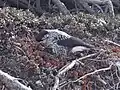 乗鞍岳のホシガラス