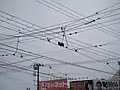 五稜郭公園前停留場・復線側停留場手前の信号や電車接近表示機の操作用のトロリーコンタクター（2017年5月）
