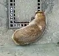 (井の頭自然文化園本園、2009年6月20日)