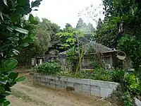 今泊のフクギ屋敷林