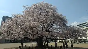 仙台市立東六番丁小学校の校庭にて。