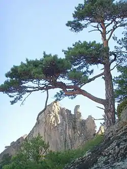 仙景台のマツ