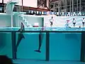 バンドウイルカショー