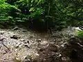 伐採用のワイヤー跡