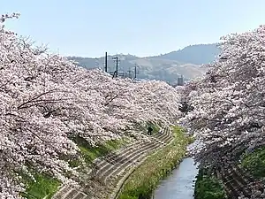 佐保川 2007年3月撮影