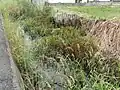下庄地区内の右側護岸が崩落して一部は土砂が水路に流れ出し、草が生えるほど放置されている。(2020年10月12日撮影)