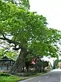 中山の「八幡のケヤキ」福島県指定天然記念物