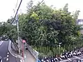 近くの歩道橋上から見た八幡の藪知らず（2008年9月）
