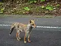 八幡平アスピーテラインのホンドキツネ