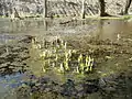 左岸の小さな池の開花前の水芭蕉
