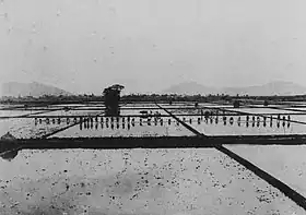 余土村の共同田植(1922年)