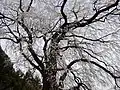 内出の桜