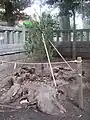 初代・3代目御神木.jpg