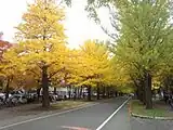 北大イチョウ並木