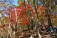 北尾根コースの紅葉