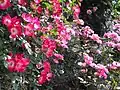 バラ園(一重咲きつるバラカクテル)