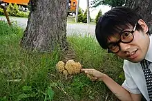 北海道のハナビラタケ