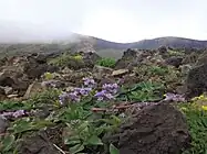 十勝岳のイワブクロ