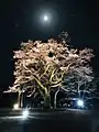 千代蔵桜