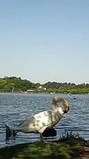 千波湖の白鳥