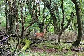 千間平に現れた鹿
