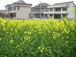 先鋒鎮の菜の花畑