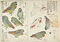 インコ『博物館写生図』