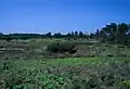 馬毛島の草原に取り残された古い廃屋(2000年4月)