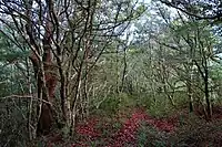 古処山ツゲ原始林