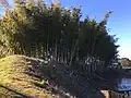 桜町曲輪・獅子ヶ崎土塁北側