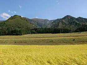 魚沼コシヒカリの水田と巻機山・古峰山