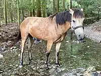 森の中にある小川の浅瀬に佇んでいます。