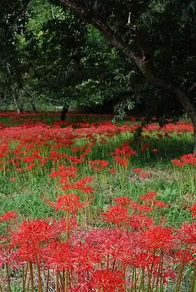 辻のヒガンバナ群生地