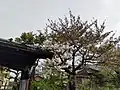 筧家の桜