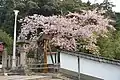 宮津市天然記念物  含紅桜