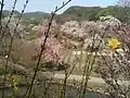 桜の林