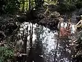 真姿の池湧水群は源流(南の支流)のひとつだった。国分寺市。
